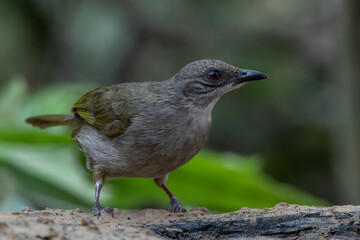 colorful Olive-winged Bulbul (Pycnonotus plumosus) Perched on Branch