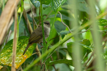 colorful Olive-winged Bulbul (Pycnonotus plumosus) Perched on Branch