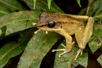 Nature wildlife image of Torrent Frog (Meristogenys phaeomerus) on deep Rainforest jungle on Sabah, Borneo