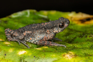 Nature wildlife image of Spiny Slender Toad (Ansonia spinulifer)