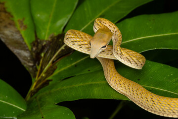 Nature wildlife of Oriental Whip Snake