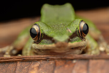 Nature wildlife image of Torrent Frog (Meristogenys phaeomerus) on deep Rainforest jungle on Sabah, Borneo