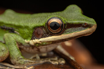 Nature wildlife image of Torrent Frog (Meristogenys phaeomerus) on deep Rainforest jungle on Sabah, Borneo