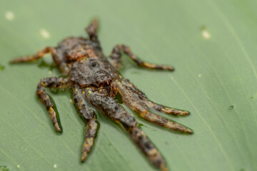 Nature view of Hunstman Spider on ground Sabah, Borneo