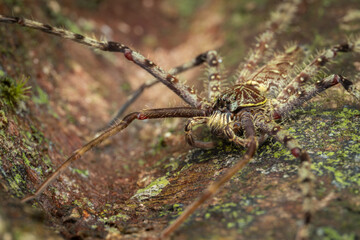 Nature view of Hunstman Spider on ground Sabah, Borneo