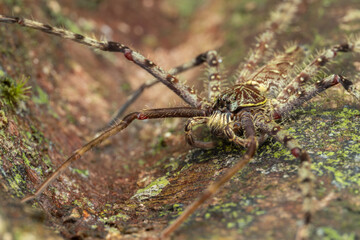 Nature view of Hunstman Spider on ground Sabah, Borneo