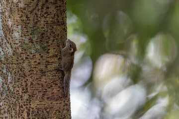 Cute Squirrel hiding on big tree on rainforest jungle