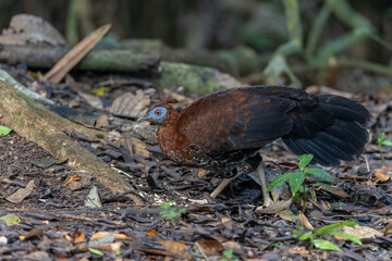 A magnificent Bornean Crested Fireback, scientifically known as Lophura ignita, stands proud in the dappled sunlight of the Bornean rainforest