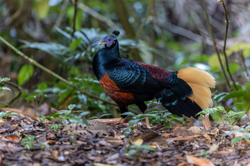 A magnificent Bornean Crested Fireback, scientifically known as Lophura ignita, stands proud in the dappled sunlight of the Bornean rainforest