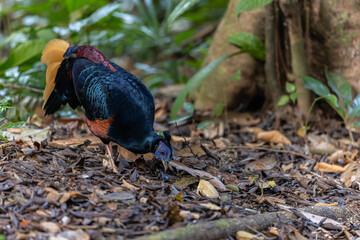 A magnificent Bornean Crested Fireback, scientifically known as Lophura ignita, stands proud in the dappled sunlight of the Bornean rainforest