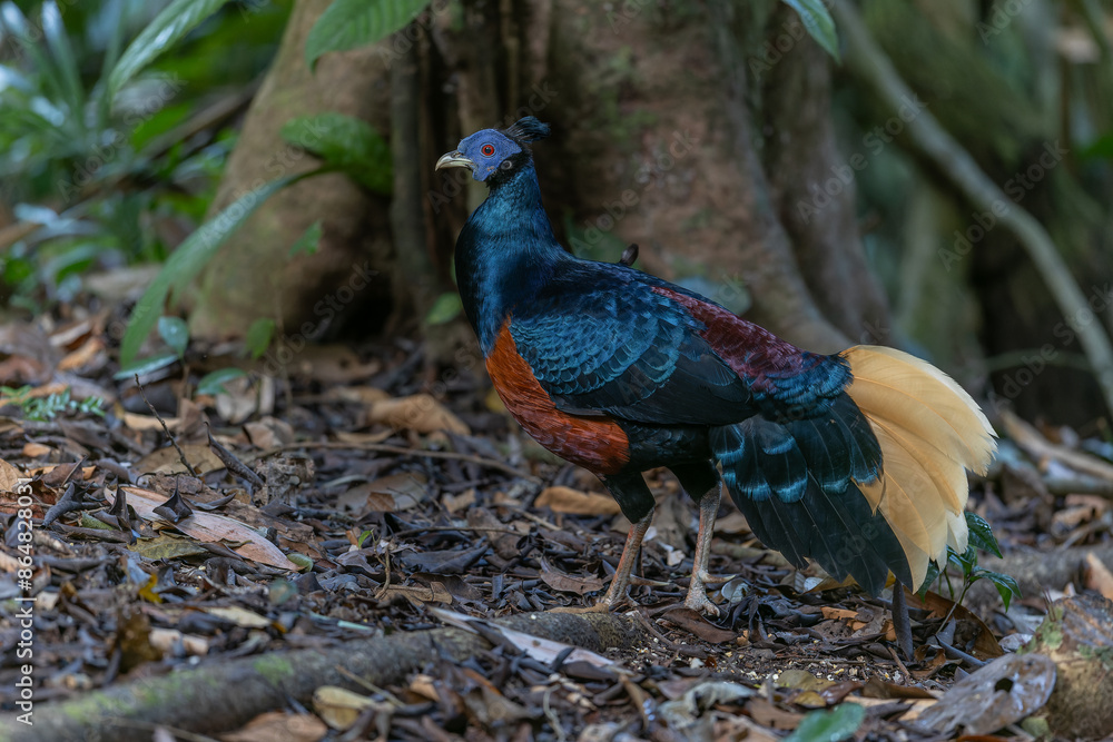 Wall mural a magnificent bornean crested fireback, scientifically known as lophura ignita, stands proud in the 