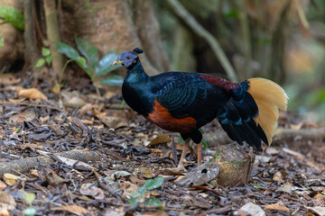 A magnificent Bornean Crested Fireback, scientifically known as Lophura ignita, stands proud in the...