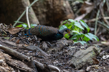 Bornean Peacock-Pheasant A Spectacle of Colors in the Heart of Borneo's Wilderness
