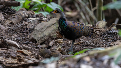 Bornean Peacock-Pheasant A Spectacle of Colors in the Heart of Borneo's Wilderness