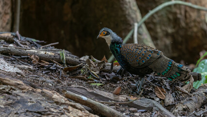 Bornean Peacock-Pheasant A Spectacle of Colors in the Heart of Borneo's Wilderness