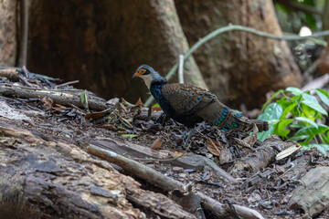 Bornean Peacock-Pheasant A Spectacle of Colors in the Heart of Borneo's Wilderness