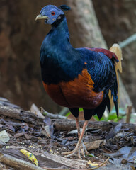 A magnificent Bornean Crested Fireback, scientifically known as Lophura ignita, stands proud in the dappled sunlight of the Bornean rainforest