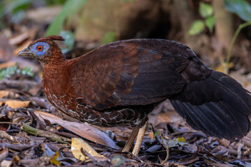 A magnificent Bornean Crested Fireback, scientifically known as Lophura ignita, stands proud in the dappled sunlight of the Bornean rainforest