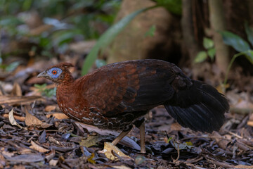 A magnificent Bornean Crested Fireback, scientifically known as Lophura ignita, stands proud in the dappled sunlight of the Bornean rainforest