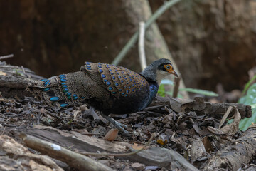 Bornean Peacock-Pheasant A Spectacle of Colors in the Heart of Borneo's Wilderness