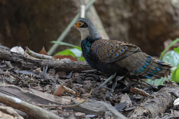 Bornean Peacock-Pheasant A Spectacle of Colors in the Heart of Borneo's Wilderness