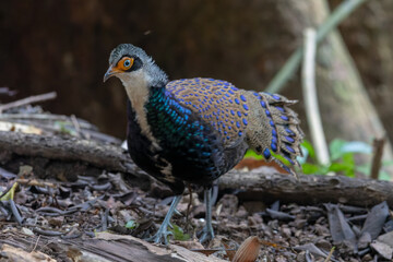 Bornean Peacock-Pheasant A Spectacle of Colors in the Heart of Borneo's Wilderness