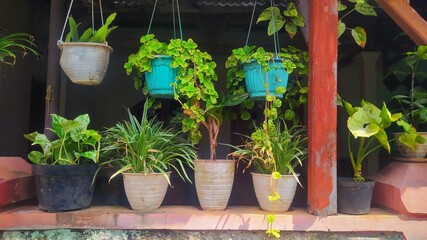 Small plant pots are displayed in the front yard