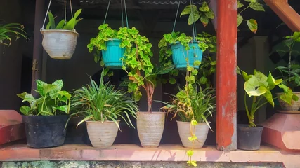 Fototapete Toilette Small plant pots are displayed in the front yard  © Adeniadit