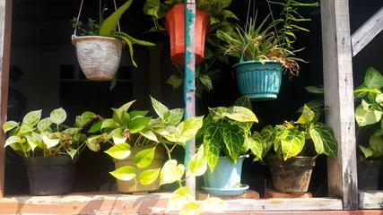 Fototapete Toilette various small plant pots are displayed in front of the house  © Adeniadit