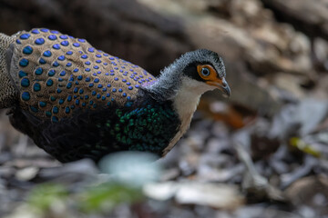 Bornean Peacock-Pheasant A Spectacle of Colors in the Heart of Borneo's Wilderness