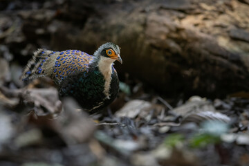 Bornean Peacock-Pheasant A Spectacle of Colors in the Heart of Borneo's Wilderness