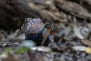 Bornean Peacock-Pheasant A Spectacle of Colors in the Heart of Borneo's Wilderness