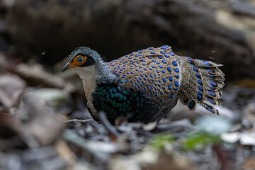 Bornean Peacock-Pheasant A Spectacle of Colors in the Heart of Borneo's Wilderness
