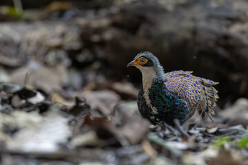 Bornean Peacock-Pheasant A Spectacle of Colors in the Heart of Borneo's Wilderness