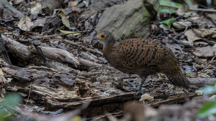 Bornean Peacock-Pheasant A Spectacle of Colors in the Heart of Borneo's Wilderness