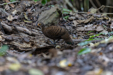 Bornean Peacock-Pheasant A Spectacle of Colors in the Heart of Borneo's Wilderness
