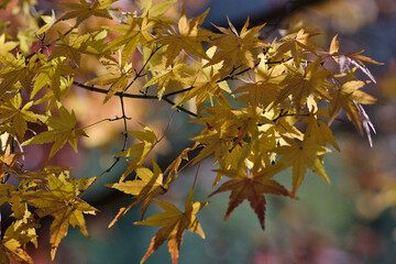 autumn leaves on the tree