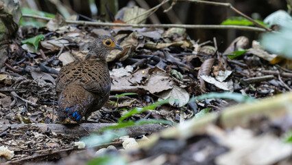 Bornean Peacock-Pheasant A Spectacle of Colors in the Heart of Borneo's Wilderness