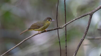 Nature wildlife bird of Hairy-backed Bulbul perched on tree.