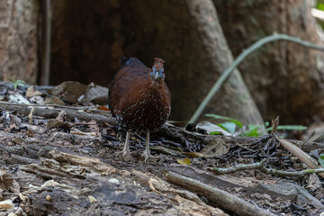 A magnificent Bornean Crested Fireback, scientifically known as Lophura ignita, stands proud in the dappled sunlight of the Bornean rainforest
