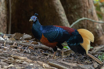 A magnificent Bornean Crested Fireback, scientifically known as Lophura ignita, stands proud in the dappled sunlight of the Bornean rainforest