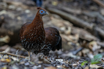 A magnificent Bornean Crested Fireback, scientifically known as Lophura ignita, stands proud in the dappled sunlight of the Bornean rainforest