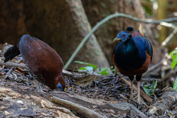 A magnificent Bornean Crested Fireback, scientifically known as Lophura ignita, stands proud in the...