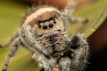 Nature wildlife macro image of Phidippus regius jumping spider action on green leaf. Shows eye details.
