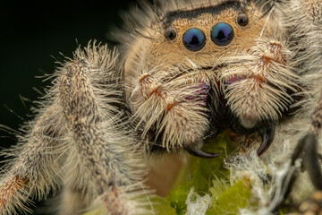 Nature wildlife macro image of Phidippus regius jumping spider action on green leaf. Shows eye details.