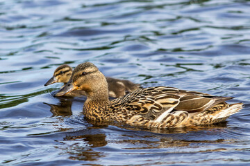 A female wild mallard with a newborn calf swims in the river water.