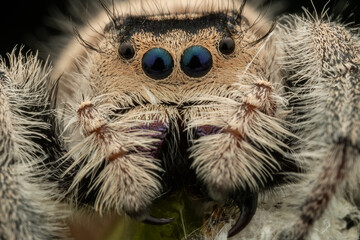 Nature wildlife macro image of Phidippus regius jumping spider action on green leaf. Shows eye details.
