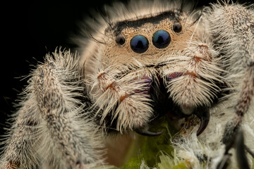 Nature wildlife macro image of Phidippus regius jumping spider action on green leaf. Shows eye details.
