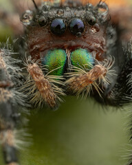 Obraz premium Nature wildlife macro image of Phidippus regius jumping spider action on green leaf. Shows eye details.