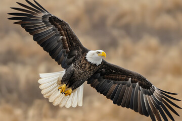 Obraz premium Soaring Bald Eagle